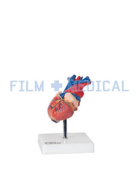 Heart Model On White Base